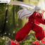 FuRyu - TENITOL Inuyasha - Good Game Anime