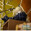 SEGA - PM Perching Figure "Erna" (SPY ROOM) - Good Game Anime